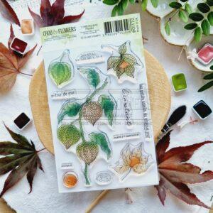 CLEAR A6 Physalis – L’OREE DES BOIS – Chou & Flowers