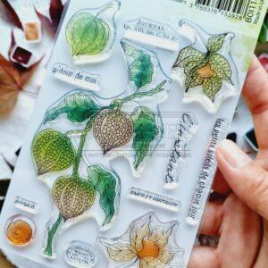 CLEAR A6 Physalis – L’OREE DES BOIS – Chou & Flowers